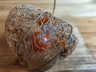 Cameratest Xiaomi 17 Ultra - Macro