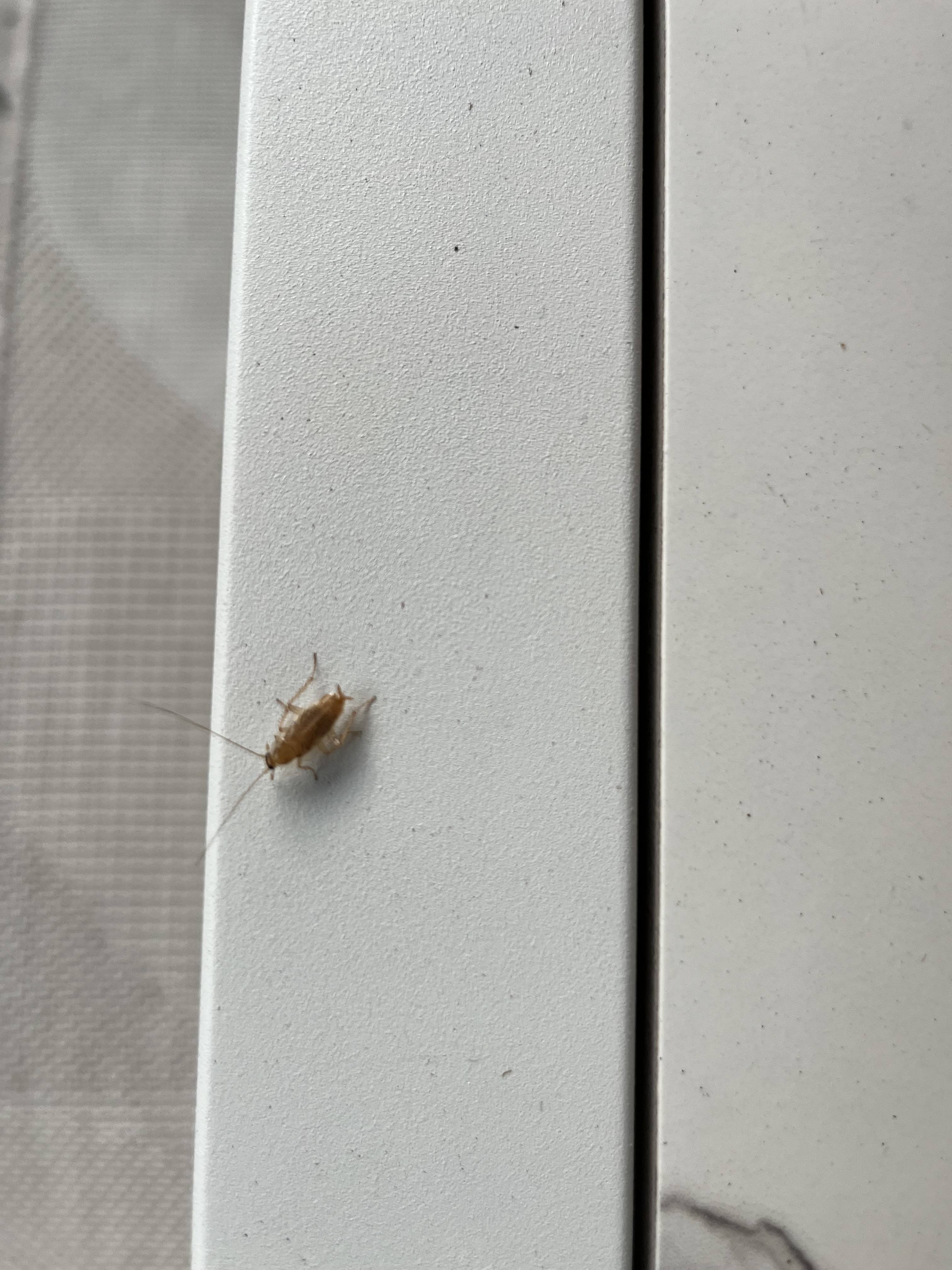Welk insect is dit? - Algemene zaken - GoT