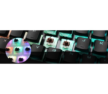 Ducky Shine 6