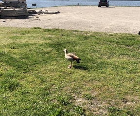 Zoomvergelijking P20 Pro