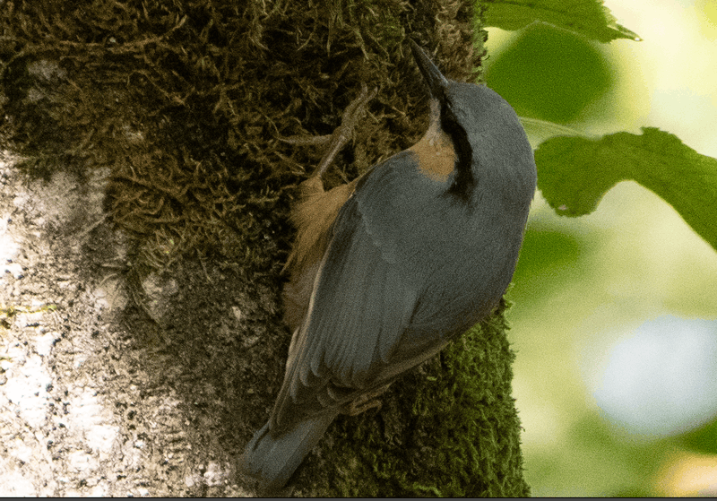 Afbeeldingslocatie: https://tweakers.net/i/3rUOF53QYm69saUn2H78lEyhqSs=/800x/filters:strip_exif()/f/image/wJkgHLSbztuEa1Vn1UFH4jNC.png?f=fotoalbum_large