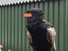 Afbeeldingslocatie: https://tweakers.net/i/43Gf6J4e-ShfnpXIlEGf0dWZqrM=/234x176/filters:strip_icc():strip_exif()/f/image/jeHFQxiS69kp9iwe4JX12qKM.jpg?f=fotoalbum_medium