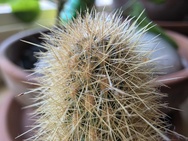 OnePlus 15 cameratest - Macro