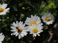 Canon EOS M3 - flora en fauna