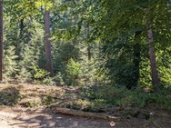 Fototest Google Pixel 6a Zoomfunctie