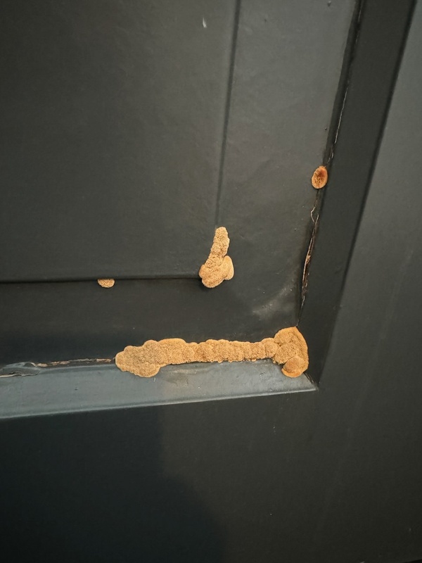 Afbeeldingslocatie: https://tweakers.net/i/4Xj2uY_keaXl_EHxrW7IyD6uNvE=/x800/filters:strip_icc():strip_exif()/f/image/DaR37bHvgHaZMjotsAa5Ntcm.jpg?f=fotoalbum_large