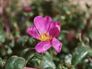 OPPO Find X10 Pro Max camerapreview - Macro