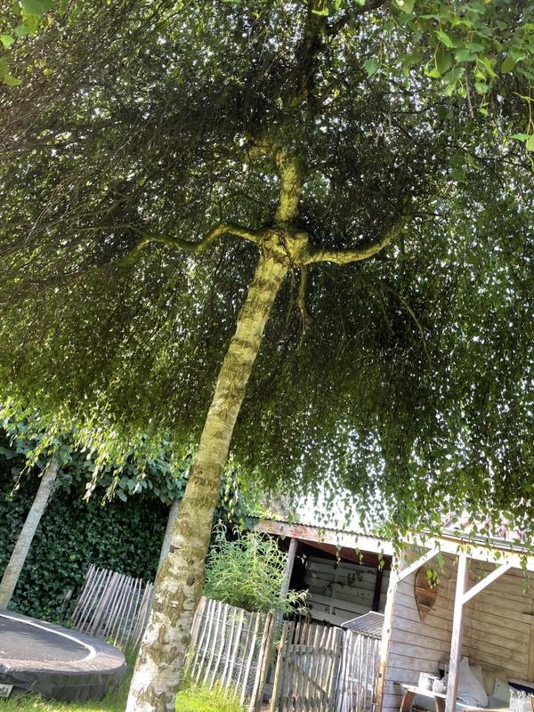 Afbeeldingslocatie: https://tweakers.net/i/58I7HellJitpn1j4UFTXsg_3V7U=/x800/filters:strip_icc():strip_exif()/f/image/cBXfIg9MlS3AYpo3yyjTli40.jpg?f=fotoalbum_large