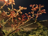 Cameratest Xiaomi 17 Ultra - 2x zoom