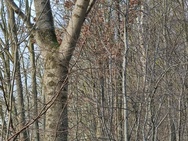Groothoek, 2x tele, 5x tele