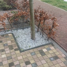 Afbeeldingslocatie: https://tweakers.net/i/5PhSk4FnB7adz3lot9WtxW2Oleo=/232x232/filters:strip_icc():strip_exif()/f/image/N4rBQTgfiQie6xdnPpsfRwvX.jpg?f=fotoalbum_tile