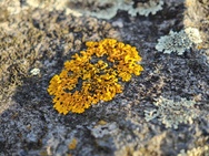 Cameratest Xiaomi 17 - Macro