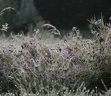 Dimage 7i review: foto ochtenddauw gras
