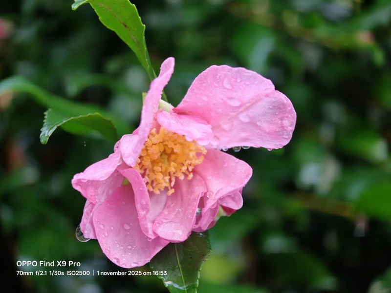 Afbeeldingslocatie: https://tweakers.net/i/5oWKO-cm2a9-wZZlYnqs-axLx9k=/800x/filters:strip_icc():strip_exif()/f/image/donCfycpOI6pjHoXz2E5DUs8.jpg?f=fotoalbum_large