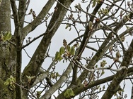 Phone 4a Pro cameratest - Telecamera