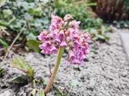 Foto gemaakt met Huawei Mate Xs