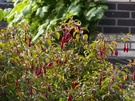OPPO Find X9 Ultra cameravergelijking - 10x zoom