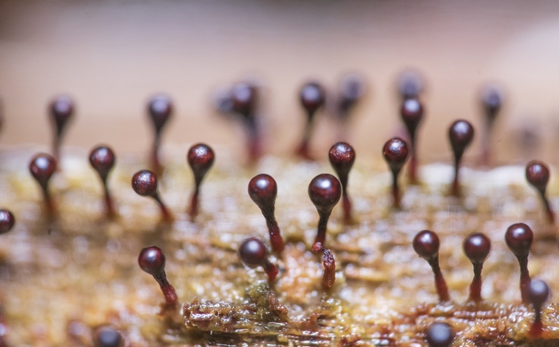 Afbeeldingslocatie: https://tweakers.net/i/6iE6NgZhvcwu7b0jTmO6GJpRgBA=/800x/filters:strip_icc():strip_exif()/f/image/gHF7isZMlui1aDwRZg0U76Zl.jpg?f=fotoalbum_large