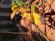 S25 Ultra hoofdcamera