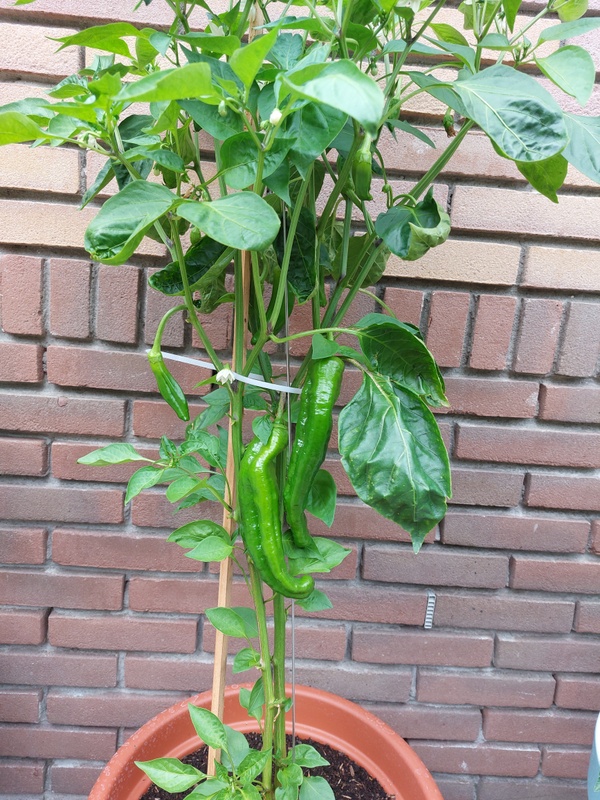 Afbeeldingslocatie: https://tweakers.net/i/72XNGAswa4m5FhUBX4DJsTPEBDc=/x800/filters:strip_icc():strip_exif()/f/image/EJXCttePCAup8tNQwXJIrRYS.jpg?f=fotoalbum_large