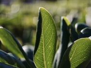 OPPO Find X10 Pro Max camerapreview - Macro
