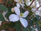 Camerasamples Xiaomi Pad 8 en Pad 8 Pro