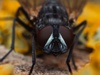 Afbeeldingslocatie: https://tweakers.net/i/8EsmvWbEe91yrMMCj3u4WGMEshA=/100x75/filters:strip_icc():strip_exif()/f/image/RDWqhcJuQ0Tj2tGBDiwnZUQr.jpg?f=fotoalbum_small