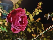 OnePlus 15 cameratest - 2x zoom