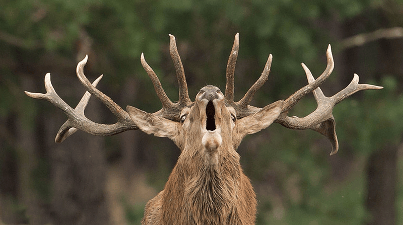 Afbeeldingslocatie: https://tweakers.net/i/8VVxG0eIqW44ojyCEIwHy6DU6zY=/800x/filters:strip_exif()/f/image/VxQ1MQTMH68Q1Oy6xCiXi6Bl.png?f=fotoalbum_large