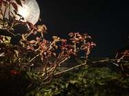 Cameratest Xiaomi 17 - Primair (nacht)