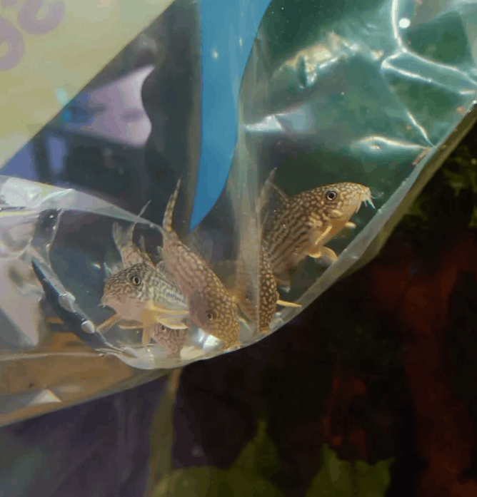 Afbeeldingslocatie: https://tweakers.net/i/8z9AoWztpvCKq7TXZ8jOWV2VzVc=/fit-in/4000x4000/filters:no_upscale():strip_exif()/f/image/fympPJUKjy1l1W6E2V69Gbta.png?f=user_large