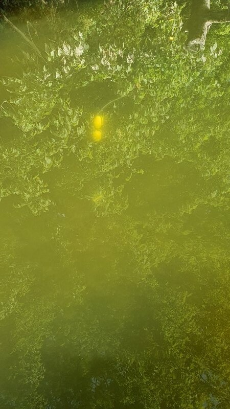 Afbeeldingslocatie: https://tweakers.net/i/9AQ-iPLe6FMzS5dPjqBh_yt-Trw=/full-fit-in/4920x3264/filters:max_bytes(3145728):no_upscale():strip_icc():fill(white):strip_exif()/f/image/Wy8WmdaZsvcvsl6BwJcpl0CN.jpg?f=user_large
