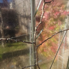 Afbeeldingslocatie: https://tweakers.net/i/A1JYhDSVj_QqIvjpzdNF0azyQlM=/232x232/filters:strip_icc():strip_exif()/f/image/ZJl8J1guCoHftVpdV0arz9mx.jpg?f=fotoalbum_tile