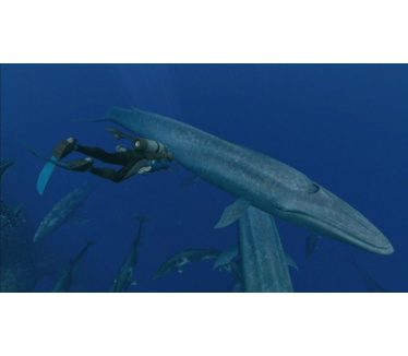 Endless Ocean 2: Een zee vol avontuur