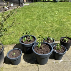 Afbeeldingslocatie: https://tweakers.net/i/Al78FSqWvOUV11NIR3WbNpcFZEc=/232x232/filters:strip_icc():strip_exif()/f/image/Zp5bqsNVsLEmPhRbS2u7wI1r.jpg?f=fotoalbum_tile