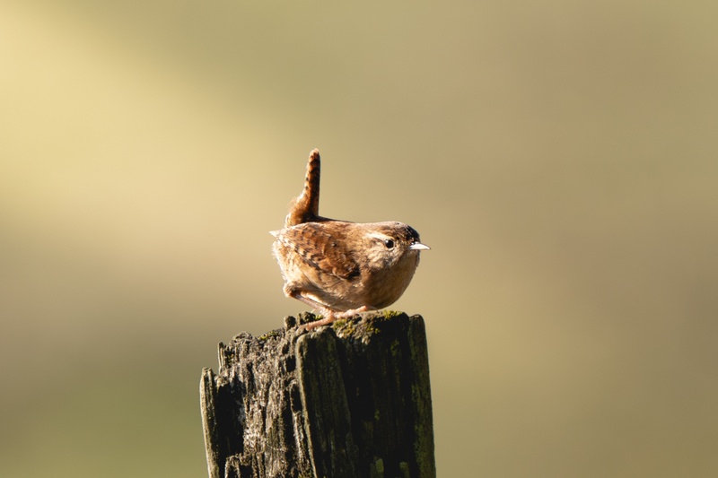 Afbeeldingslocatie: https://tweakers.net/i/An0sLg52BWM1Lrki0ctLTDZeE9Y=/800x/filters:strip_icc():strip_exif()/f/image/wKZ6cqOdBpL2Gc6ToDn939FM.jpg?f=fotoalbum_large