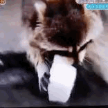 Afbeeldingslocatie: https://tweakers.net/i/ApA7fYQvA4bQQ1lrysF4nfN25z0=/full-fit-in/4000x4000/filters:no_upscale():gifsicle():strip_exif()/f/image/MBWv2XaYy1jJzTkZ4ssOsoG9.gif?f=user_large