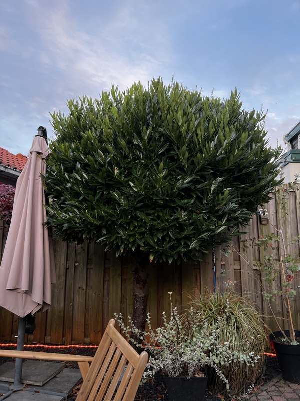 Afbeeldingslocatie: https://tweakers.net/i/Bfq5rgqVVAipZnTe-T60m5lPTI8=/x800/filters:strip_icc():strip_exif()/f/image/UFXnd2q0h1nFVtTbIMIoneCI.jpg?f=fotoalbum_large