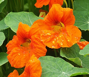 Dimage 7i review: foto bloemetjes