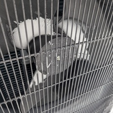 Afbeeldingslocatie: https://tweakers.net/i/C11Yeb0z5l25_BEhRSKczgS51J0=/232x232/filters:strip_icc():strip_exif()/f/image/EI5KyBjU03nHMvDZ9zZgXq2v.jpg?f=fotoalbum_tile