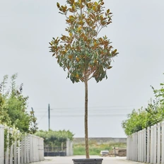 Afbeeldingslocatie: https://tweakers.net/i/C43Hi_7Ji938Ff4jMl2mD0D3p1g=/232x232/filters:strip_exif()/f/image/tnhdLarL5PD2LPUBZDGiGgTp.webp?f=fotoalbum_tile