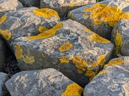 Xiaomi 17 Cameratest - Twee keer zoom