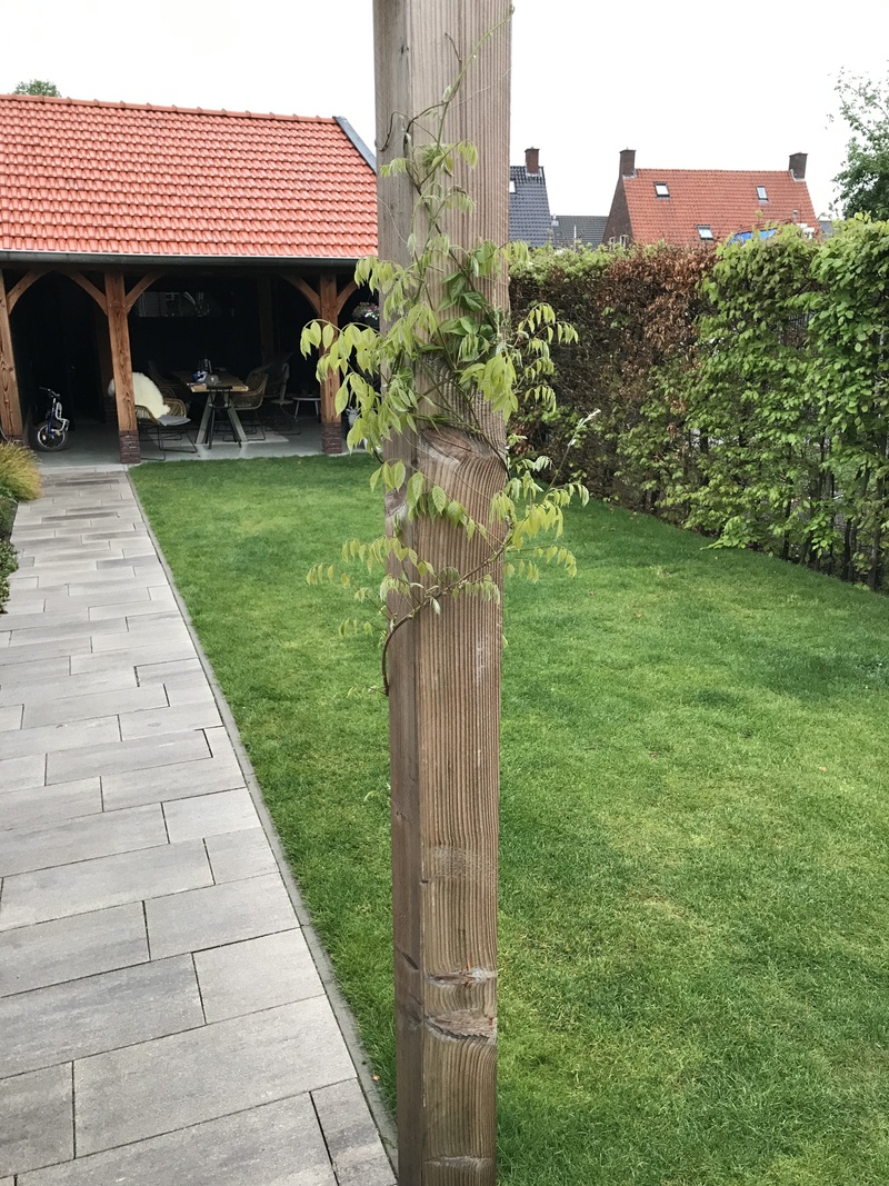 Afbeeldingslocatie: https://tweakers.net/i/CEmCJzXkP4vLsMMVoUbXRDkYwmg=/800x/filters:strip_icc():strip_exif()/f/image/CiYfL21N0xD9nV8nmmwQe2bI.jpg?f=fotoalbum_large