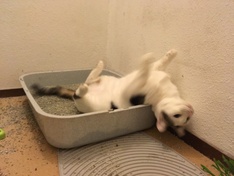 Afbeeldingslocatie: https://tweakers.net/i/DIG3gL44uGcFA_4tiS4oqlPTvto=/234x176/filters:strip_icc():strip_exif()/f/image/sHFsREKwLMpj7GDsgfOLkane.jpg?f=fotoalbum_medium