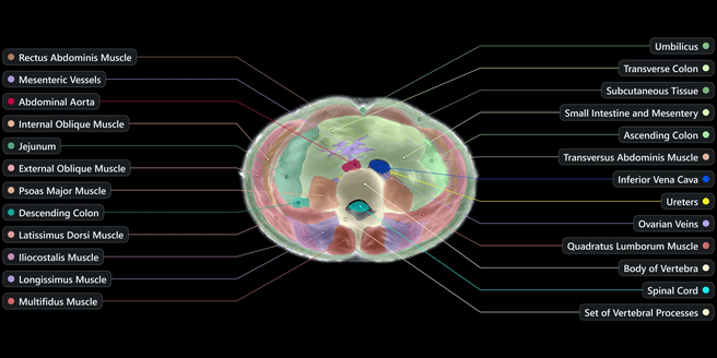 AI-lichaamsscan, female lower abdomen. Bron: Midjourney