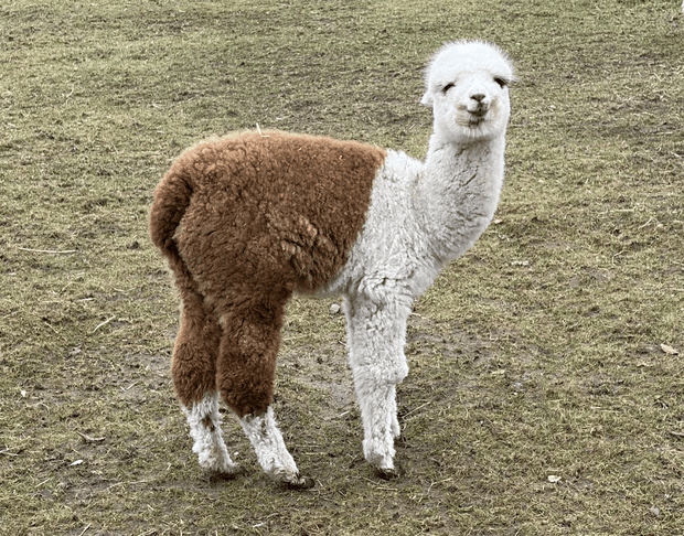 Afbeeldingslocatie: https://tweakers.net/i/DYSFYvhk2gGa10q5F5cm1D-VnXc=/620x/filters:strip_exif()/m/916291/1VSNMc1O8CWx7yWGnyGtLxQJFShcCoijVZC2OJB7pPHp89ClWt.png?f=620xauto