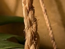 Cameratest - Macro