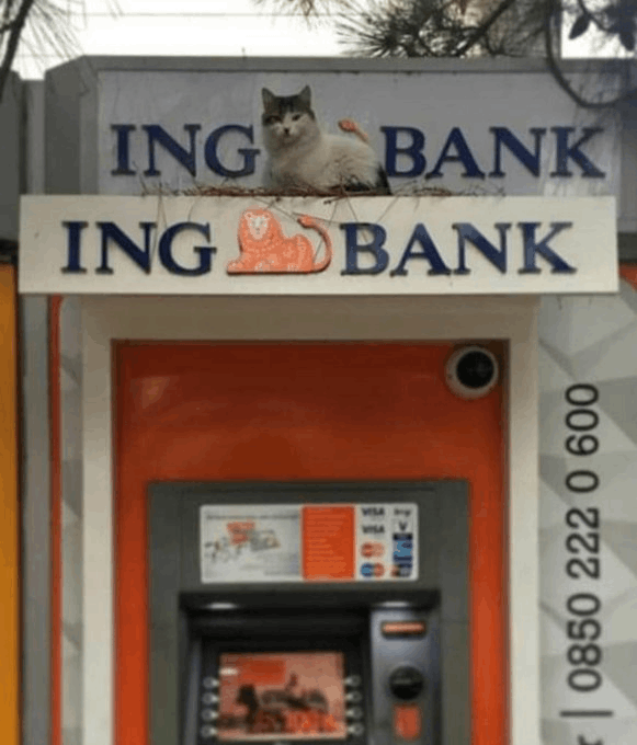 Afbeeldingslocatie: https://tweakers.net/i/E8x4uVItRvMR9_oJ6LL6LAD0_Gc=/full-fit-in/4000x4000/filters:no_upscale():fill(white):strip_exif()/f/image/aFuLDH6KsI2ZBkCOlwP67ZsB.png?f=user_large