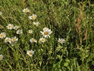 Cameratest - 2x zoom