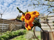 Phone 4a Pro cameratest - Hoofdcamera